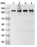 Western blot analysis was performed using anti-SART1 polyclonal antibody at 1ug/mL on various samples.
Lane 1: Jurkat cell lysate
Lane 2: MOLT-4 cell lysate
Lane 3: Raji cell lysate
Lane 4: A549 cell lysate