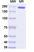 Anti-Human LGALS9 Reference Antibody (LYT-200) – Figure 1 of 1