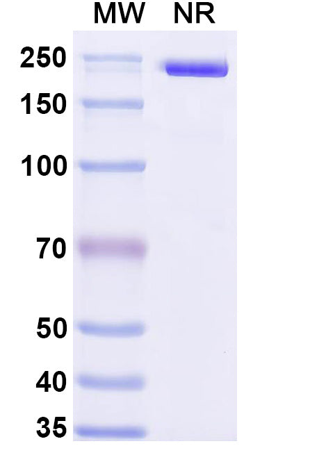 Anti-Human LGALS9 Reference Antibody (LYT-200) – Figure 1 of 1