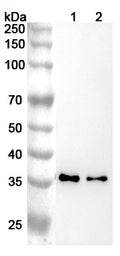 Flow-cytometry using anti-human CD156c antibody.MCF7 cells were stained with an irrelevant antibody (Blue Histogram) or an anti-human CD156c antibody monoclonal antibody (Catalog # HT182107 ,Green Histogram) at a concentration of 5 ug/ml for 30 mins at RT. After washing, bound antibody was detected using a FITC conjugated goat anti-mouse antibody (Catalog # MF690414) and cells analysed on a NovoCyte Flow Cytometer.