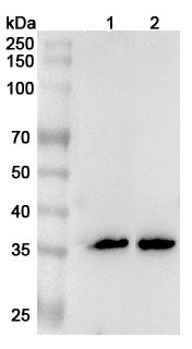 Western blot analysis was performed using anti-FCN1 polyclonal antibody at 1ug/mL on various samples.
Lane 1: Mouse liver lysate
Lane 2: Rat liver lysate