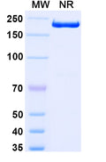 Anti-Human CD282/TLR2 Reference Antibody (Tomaralimab) – Figure 1 of 1