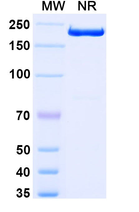 Anti-Human CD282/TLR2 Reference Antibody (Tomaralimab) – Figure 1 of 1