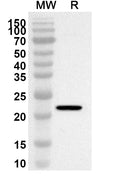 Western blot analysis was performed using anti-Human LAMA5 polyclonal antibody at 1ug/mL on recombinant Human LAMA5 (Catalog No. HT189012).