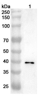 Western blot analysis was performed using anti-BUB3 polyclonal antibody at 1ug/mL on various samples.
Lane 1: Jurkat cell lysate
