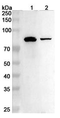 Western blot analysis was performed using anti-IBX3 polyclonal antibody at 1ug/mL on various samples.
Lane 1: Mouse lung lysate
Lane 2: Rat lung lysate