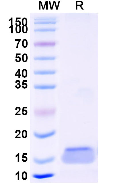 SDS-PAGE for Anti-Human CD284/TLR4 Nanobody (SAA1263)
