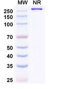 Research Grade Paridiprubart – Figure 1 of 1