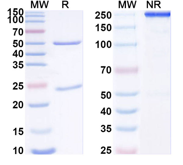 SDS-PAGE for Anti-GABA(A)R, Delta Antibody (N453/61)