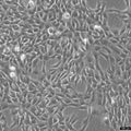 HT22 cell