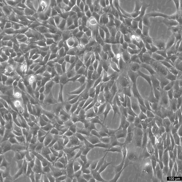 HT22 cell