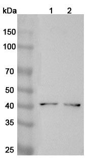Western blot analysis was performed using anti-AIM2 polyclonal antibody at 1ug/mL on various samples.
Lane 1: A431 cell lysate
Lane 2: Jurkat cell lysate