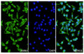 A549 cells were fixed with 4% paraformaldehyde for 20 minutes, followed by blocking with 5% goat serum for 1 hour. The cells were then incubated with a primary antibody targeting AXIN1 (HT232014) at a concentration of 13.5 ug/ml overnight at 4°C. Afterward, the cells were incubated with a secondary antibody, Goat Anti-Rabbit IgG (Alexa Fluor-488) for 50 minutes at room temperature. The localization of AXIN1 was visualized (shown in green), and nuclear DNA was stained with DAPI (shown in blue).