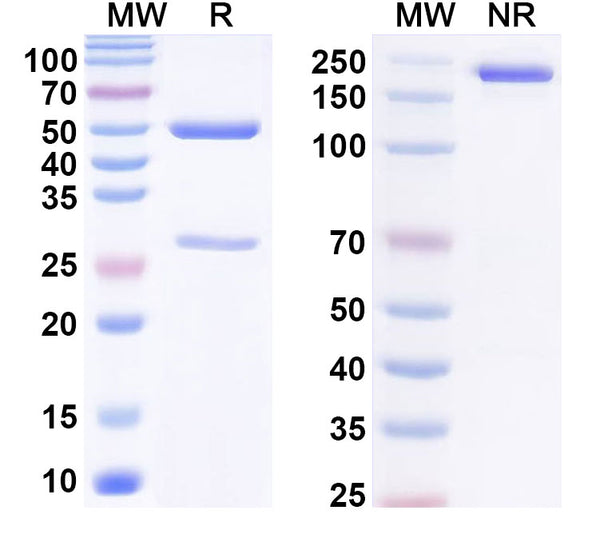 SDS-PAGE for Anti-Human SKB1/PRMT5 IP Antibody (SAA0228)