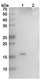 Anti-Human Gremlin Reference Antibody (Ginisortamab) – Figure 1 of 1