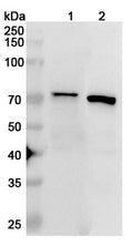 Western blot analysis was performed using anti-IGF2BP3 polyclonal antibody at 1ug/mL on various samples.
Lane 1: NIH3T3 cell lysate
Lane 2: K562 cell lysate