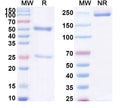 SDS-PAGE for Anti-Human APOL1/Apolipoprotein?L1, L2 Antibody (3.6D12).