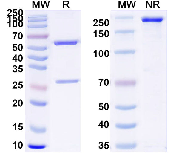 SDS-PAGE for Anti-Human APOL1 NTD Antibody (3B6)