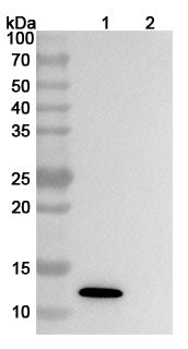Western blot analysis was performed using anti-CXCL13/BCA-1/BLC  monoclonal antibody at 1ug/mL on various samples.
Lane 1: recombinant human CXCL13/BCA-1/BLC  (Catalog No: HT294012)
Lane 2: negative control