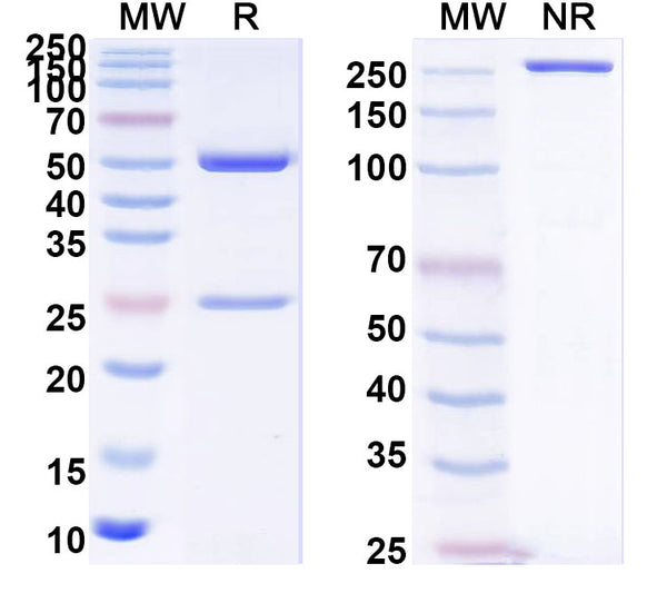 SDS-PAGE for InVivoMAb Anti-Human CD205/LY75 Antibody (A1)