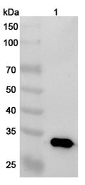 Anti-Human DEC-205/CD205 Reference Antibody (Oberotatug) – Figure 1 of 2