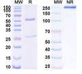 SDS-PAGE for Anti-Human CD172b/SIRPB1 Antibody (SAA1734)