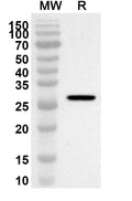 Western blot analysis was performed using anti-Human AQP7 polyclonal antibody at 1ug/mL on recombinant Human AQP7 (Catalog No. HT308022).