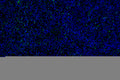 SDS-PAGE for Anti-Parkin Antibody (N136/16).