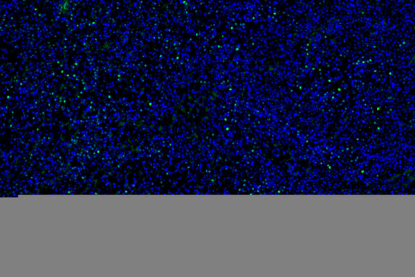 SDS-PAGE for Anti-Parkin Antibody (N136/16).