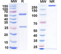 SDS-PAGE for Anti-Drp1 Antibody (N131A/38)