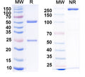 SDS-PAGE for Anti-Collybistin Antibody (L120/30)