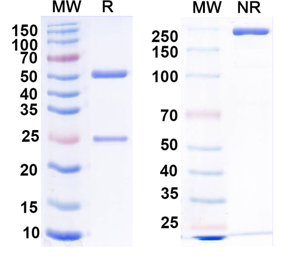 SDS-PAGE for Anti-Collybistin Antibody (L120/98)