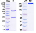 SDS-PAGE for Anti-Human CD327/SIGLEC6 Antibody (SAA1503)