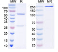 SDS-PAGE for InVivoMAb Anti-Human pro-MSTN/GDF8 Antibody (29H4).