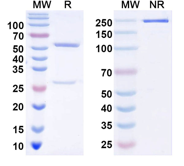SDS-PAGE for InVivoMAb Anti-Human pro-MSTN/GDF8 Antibody (29H4).