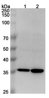 Western blot analysis was performed using anti-MSTN polyclonal antibody at 1µg/ml on various samples.
Lane 1: PC-3 cell lysate
Lane 2: Hela cell lysate