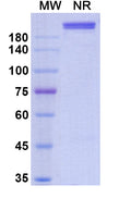 Anti-Human GDF-8/Myostatin Reference Antibody (Domagrozumab) – Figure 1 of 1