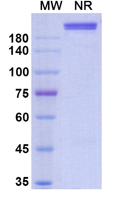 Anti-Human GDF-8/Myostatin Reference Antibody (Domagrozumab) – Figure 1 of 1