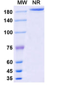 Anti-Human GDF-8/Myostatin Reference Antibody (Stamulumab) – Figure 1 of 1