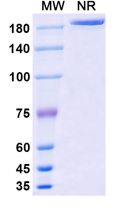 Anti-Human GDF-8/Myostatin Reference Antibody (Stamulumab) – Figure 1 of 1