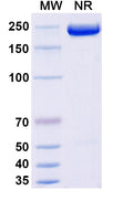 Anti-Human GDF-8/Myostatin Reference Antibody (Apitegromab) – Figure 1 of 1
