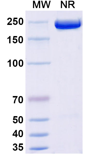 Anti-Human GDF-8/Myostatin Reference Antibody (Apitegromab) – Figure 1 of 1
