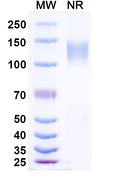 Research Grade Ramatercept – Figure 1 of 1