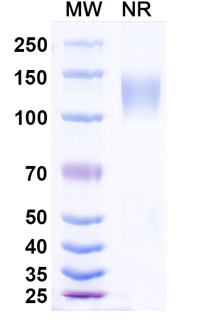 Research Grade Ramatercept – Figure 1 of 1