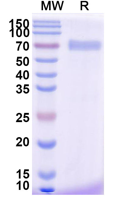 Research Grade Efmitermant alfa – Figure 1 of 1