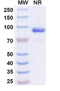SDS-PAGE for Anti-Human CD262/TNFRSF10B/TRAIL-R2/DR5 Antibody (SAA2021)