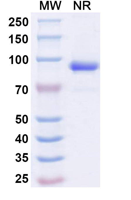SDS-PAGE for Anti-Human CD262/TNFRSF10B/TRAIL-R2/DR5 Antibody (SAA2021)
