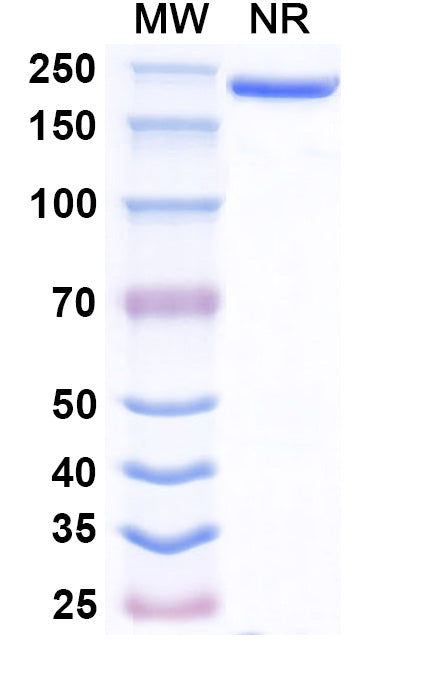 Anti-Human TRAIL R2/TNFRSF10B Reference Antibody (Benufutamab) – Figure 1 of 2