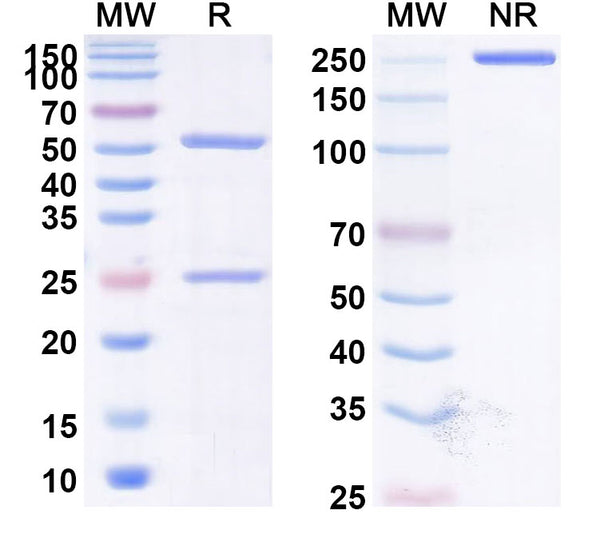 Anti-Human TRAIL R2/TNFRSF10B Reference Antibody (Tigatuzumab) – Figure 1 of 3