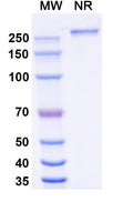 Research Grade Eftozanermin alfa – Figure 1 of 1